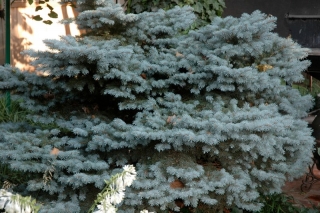 Dwarf Blue Spruce